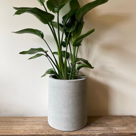 CEMENT NISTRET krukke Ø35 x H40 cm i rå beton med nistret overflade, ideel til stor planteopsætning både indendørs og udendørs.