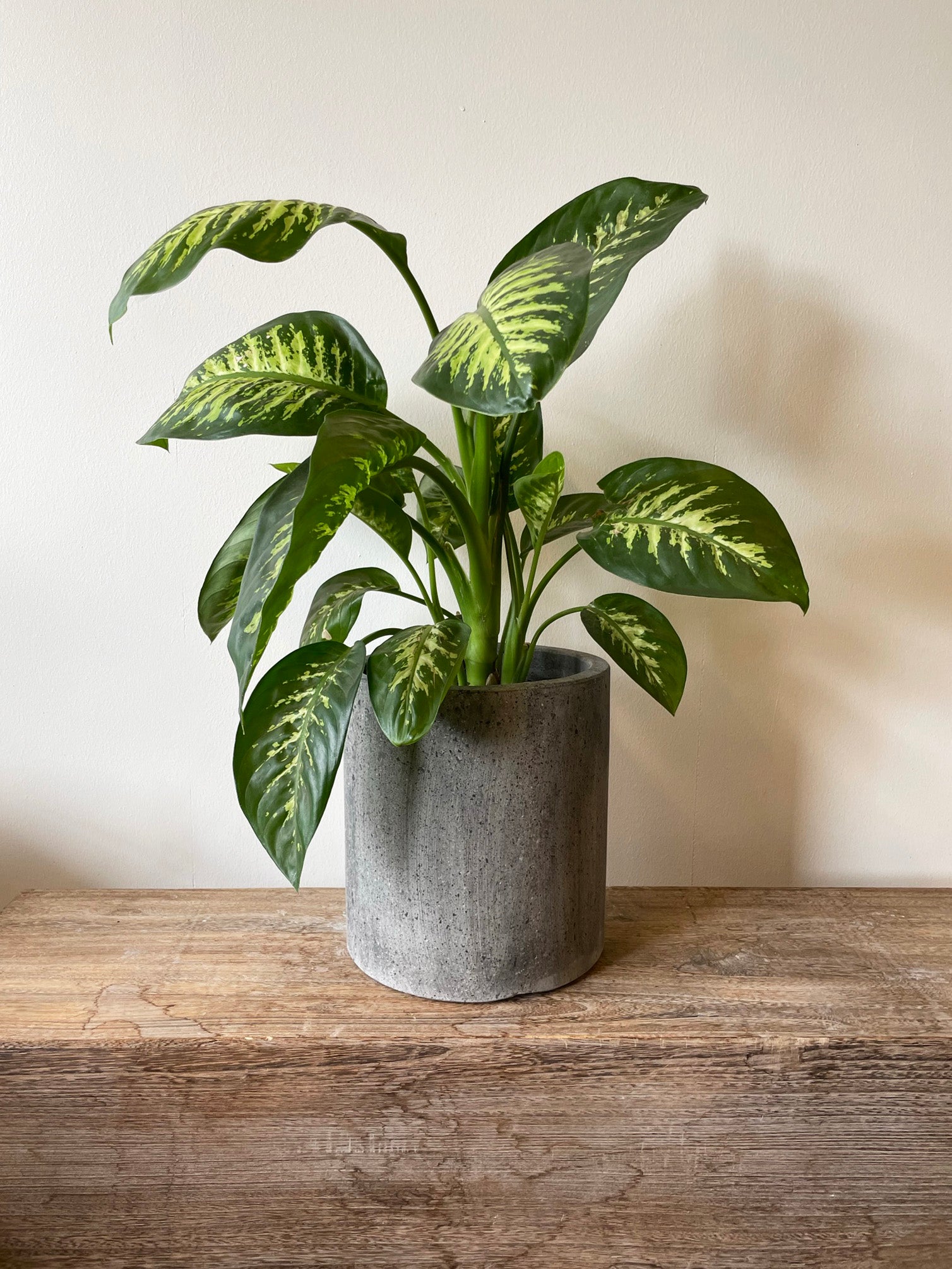 Cement Nistret krukke Ø25 x H27 cm - Mellemstor betonkrukke med nistret overflade, perfekt til indendørs og udendørs brug.