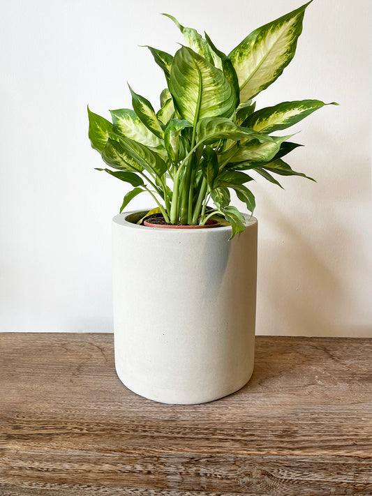 CEMENT-krukke Ø20 x H22 cm – glat og stilren mellemstor betonkrukke til indendørs og udendørs brug, ideel til grønne planter som Monstera eller Zamioculcas.