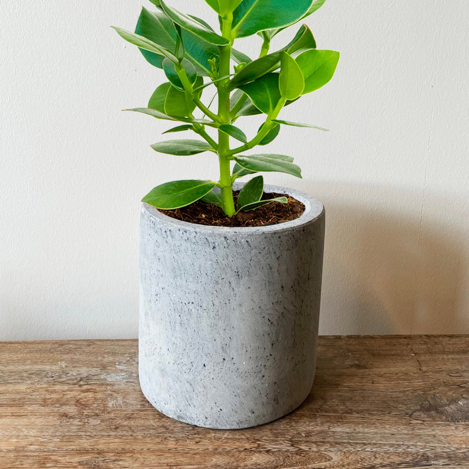 CEMENT NISTRET krukke Ø20 x H22 cm i rustikt design med nistrede detaljer og små kulstykker, ideel til indendørs og udendørs brug.