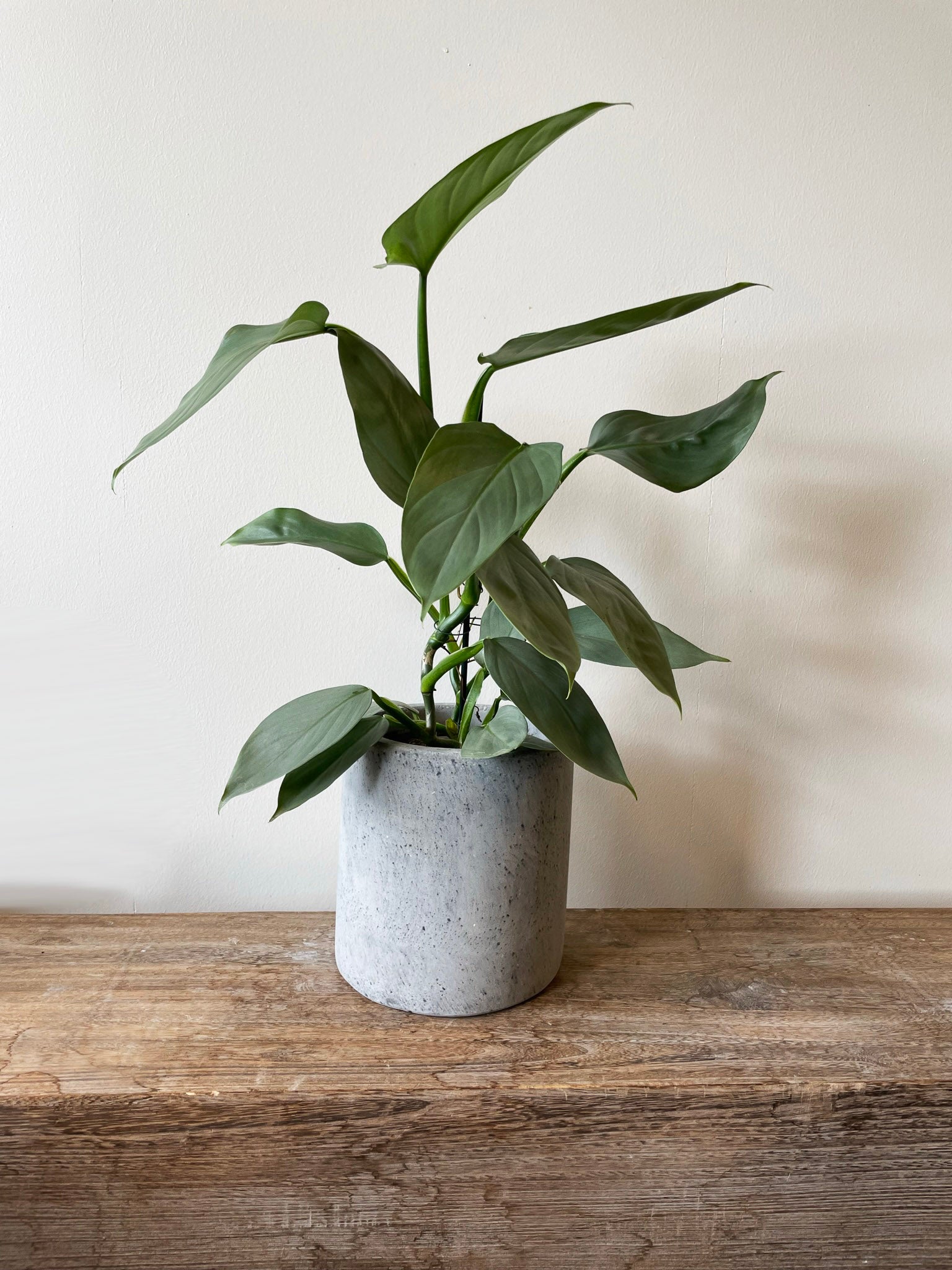 CEMENT NISTRET krukke Ø20 cm – Rustik betonkuk med nistret overflade og frostsikker egenskab, velegnet til indendørs og udendørs brug.