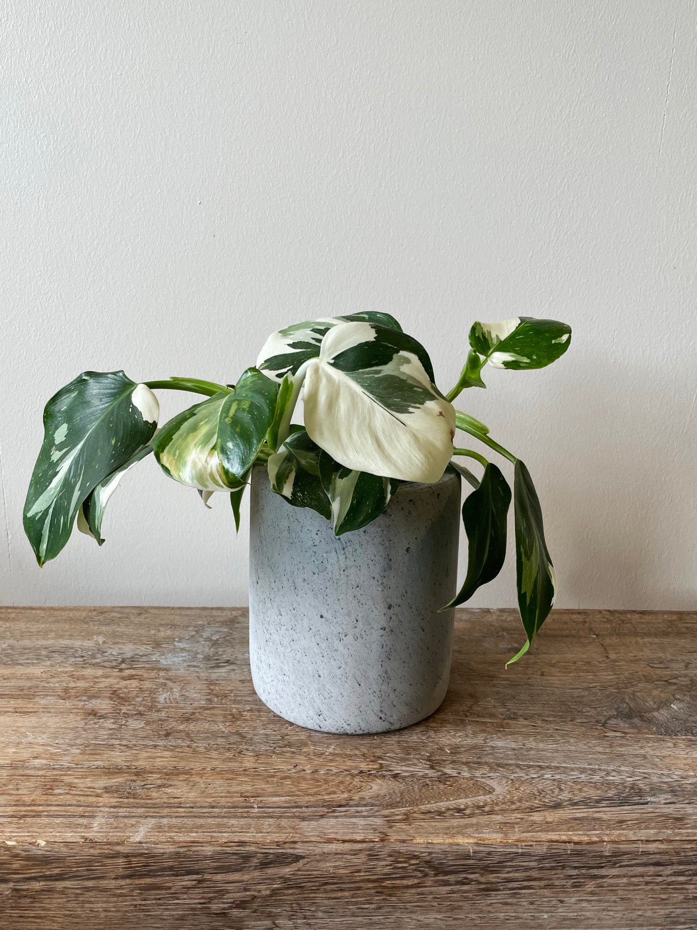 Lille rustik betonkrukke Ø15 cm med nistrede detaljer fra CEMENT-serien af DECOPLANT - perfekt til planter både indendørs og udendørs.