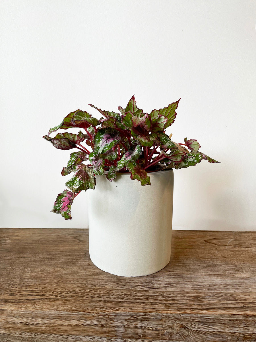 CEMENT-krukke Ø15 x H17 cm – lille, stilren betonkrukke i grå cement til små planter som sukkulenter og orkidéer, velegnet til både indendørs og udendørs brug.