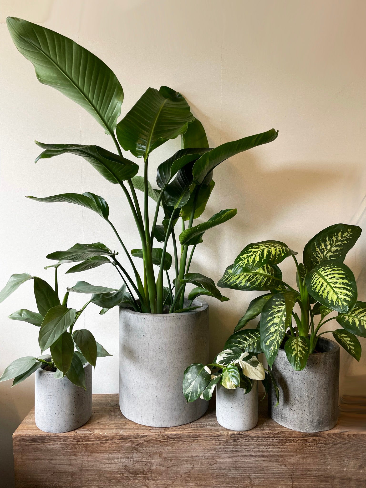 CEMENT NISTRET krukke Ø45 x H50 cm - Stor og rustik betonkrukke med nistret overflade, perfekt til store planter og moderne indretning.