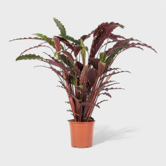 Calathea Rufibarba med bølgende fløjlsbløde blade i Ø12 cm potte, højde ca. 45 cm.