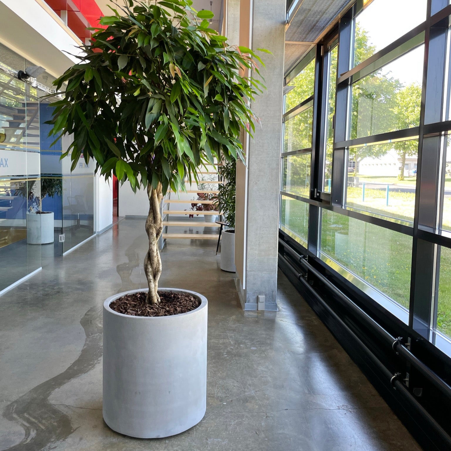 Stor cementkrukke Ø55 x H60 cm fra DECOPLANT - elegant design i rå beton, perfekt til indendørs og udendørs brug.