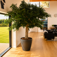 Indlæs billede i gallerivisning, Second Hand Ficus benjamina – Stuebirkefigen 320 cm i Stor Krukke