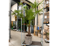 Indlæs billede i gallerivisning, Second Hand Hampalme – Trachycarpus fortunei ca. 450 cm | Genbrugsplante
