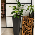 Indlæs billede i gallerivisning, Second Hand Monstera – Monstera deliciosa ca. 150 cm | Genbrugsplante