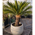Indlæs billede i gallerivisning, Second Hand Koglepalme 160 cm – Eksklusiv Cycas Revoluta i Cementkrukke