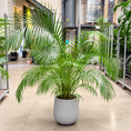 Indlæs billede i gallerivisning, Second Hand Guldpalme – Dypsis lutescens ca. 160 cm | Genbrugsplante