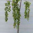 Indlæs billede i gallerivisning, Second Hand Sørgebirk – Hængebirk (Betula pendula ‘Youngii’) på 250 cm i Sort Krukke