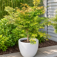 Indlæs billede i gallerivisning, Second Hand Japansk Ahorn – Acer palmatum på 140 cm i Hvid Krukke