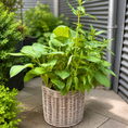 Indlæs billede i gallerivisning, Second Hand Hosta (Funkia) i Fletkurv – Frodig Stueplante på 90 cm