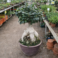 Indlæs billede i gallerivisning, Bonsai Figen – Elegant Stueplante med Autentisk Karakter