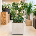 Indlæs billede i gallerivisning, Second Hand Gummitræ – Ficus elastica 145 cm i Stor Firkantet Krukke fra Århus