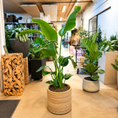 Indlæs billede i gallerivisning, Second Hand Strelitzia – Paradisfugleblomst 160 cm i Krukke af Genbrugte Valgplakater fra Århus