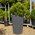 Indlæs billede i gallerivisning, Second Hand Bjergfyr – Pinus mugo 130 cm i Høj Rillet Krukke fra Århus