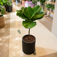 Indlæs billede i gallerivisning, Second Hand Violinfigen – Opstammet Ficus lyrata fra Århus