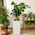 Indlæs billede i gallerivisning, Second Hand Fiskehalepalme (Caryota mitis) 155 cm – Eksotisk Genbrugsplante i Cementkrukke