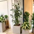 Indlæs billede i gallerivisning, Second Hand Gummitræ (Ficus elastica) 180 cm – Elegant Genbrugsplante i Cementkrukke