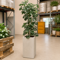 Indlæs billede i gallerivisning, Second Hand Paraplyplante XL – Robust Grøn Plante med Professionelt Udtryk