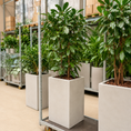 Indlæs billede i gallerivisning, Second Hand Ficus Moclame – Eksklusiv Grøn Plante med Professionelt Udtryk
