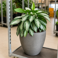 Indlæs billede i gallerivisning, Second Hand Aglaonema 'Silver Bay' – Dekorativ Plante med Sølvgrønne Blade