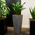 Indlæs billede i gallerivisning, Second Hand Aspidistra Variegata – Broget Støbejernsplante med Karakter