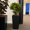 Indlæs billede i gallerivisning, Second Hand Kroton – Codiaeum Variegatum med Karakter