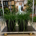 Indlæs billede i gallerivisning, Second Hand Sansevieria – Robust Svigermors Tunge med Karakter 2 stk