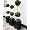 Indlæs billede i gallerivisning, Second Hand Buksbom på Stamme – Buxus sempervirens i Firkantet Krukke fra Århus