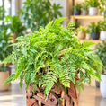 Indlæs billede i gallerivisning, Second Hand Harefodsbregne – Davallia fejeensis ca. 40 cm | Genbrugsplante