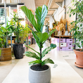 Indlæs billede i gallerivisning, Second Hand Violinfigen – Ficus lyrata 130 cm i Krukke