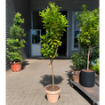 Indlæs billede i gallerivisning, Second Hand Appelsintræ – Citrus sinensis på 210 cm i Terracottakrukke