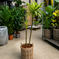 Indlæs billede i gallerivisning, Second Hand Dracaena Lemon Lime – 150 cm i Dekorativ Fletkurv