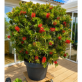 Indlæs billede i gallerivisning, Second Hand Flaskerenser – Callistemon citrinus ca. 200 cm | Genbrugsplante