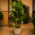 Indlæs billede i gallerivisning, Second Hand Violinfigen – Ficus lyrata på 250 cm i Genbrugskrukke af Valgplakater