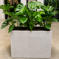 Indlæs billede i gallerivisning, Second Hand Plantekasse med Monstera deliciosa – 80x100 cm, 180 cm Høj