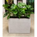 Indlæs billede i gallerivisning, Second Hand Plantekasse med Monstera deliciosa – 80x100 cm, 180 cm Høj