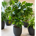 Indlæs billede i gallerivisning, Second Hand Kæmpe Kroton – Codiaeum variegatum 'Petra' ca. 160 cm | Genbrugsplante