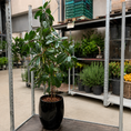 Indlæs billede i gallerivisning, Second Hand Afrikansk Figentræ – Ficus cyathistipula ca. 170 cm | Genbrugsplante