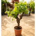Indlæs billede i gallerivisning, Vinplante i Bonsai-stil – 40 År Gammel Spisevin med Blå Druer og Snoet Stamme (ca. 160 cm)