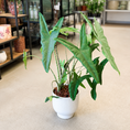 Indlæs billede i gallerivisning, Second Hand Alocasia Zebrina – Elefantøre ca. 80 cm | Genbrugsplante