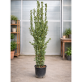 Indlæs billede i gallerivisning, Ægte Laurbær – Majestætisk Stedsegrøn Solitærplante med Aromatiske Blade (Laurus nobilis, ca. 180–200 cm)