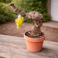 Indlæs billede i gallerivisning, Vindrueplante i Bonsai-stil – Rustik Vinplante med Snoet Stamme i Lerkrukke (Vitis vinifera, ca. 25–35 cm)