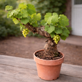 Indlæs billede i gallerivisning, Vindrueplante i Bonsai-stil – Rustik Vinplante med Snoet Stamme i Lerkrukke (Vitis vinifera, ca. 25–35 cm)