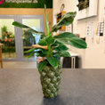 Indlæs billede i gallerivisning, Second Hand Bananpalme i Kuglepotte – Tropisk Stueplante på 70 cm