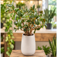 Indlæs billede i gallerivisning, Second Hand Laurbærfigen – Ficus microcarpa 'Moclame' ca. 60 cm | Genbrugsplante