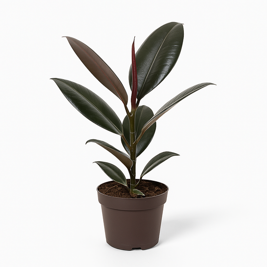 Ficus elastica 'Abidjan' 13 cm gummiplante med dybt mørkegrønne og vinrøde blade i elegant potte, perfekt til indretning i hjem og kontor.
